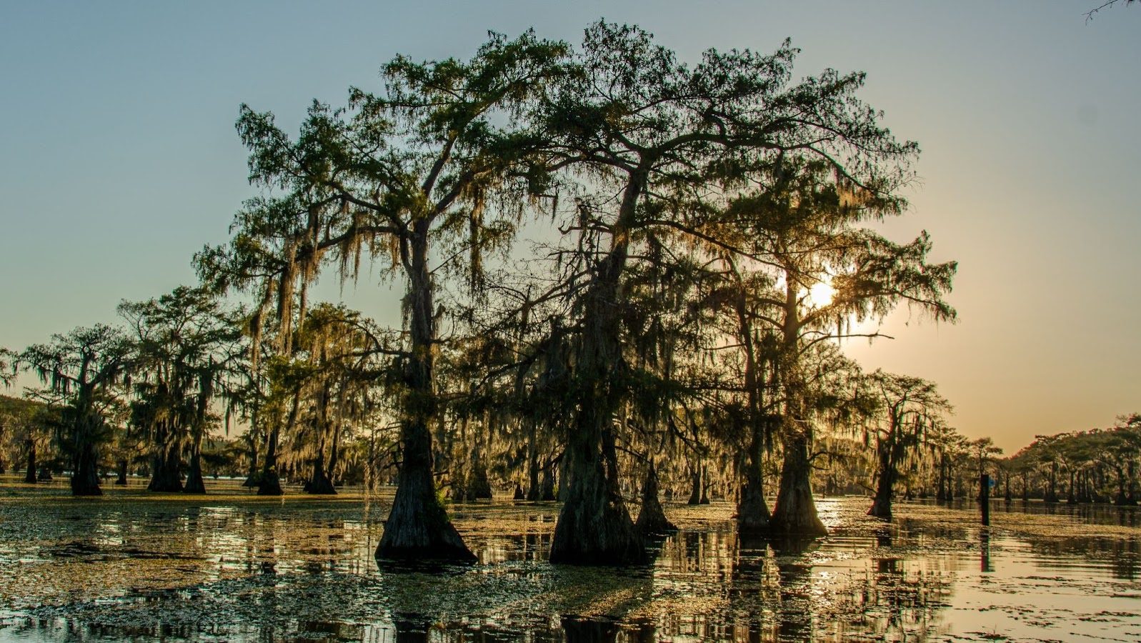 Caddo Lake (Harrison and Marion counties).